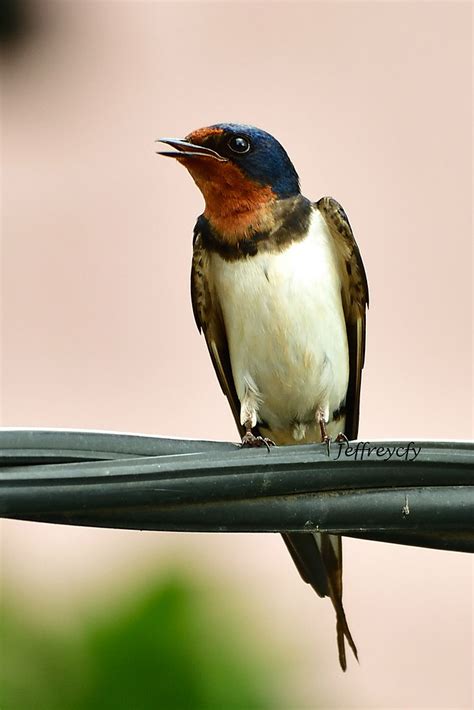 台灣燕子|家燕 Barn Swallow (Hirundo rustica) 